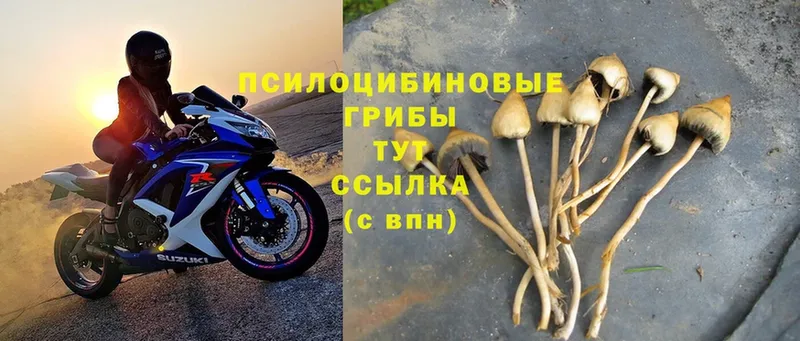 где купить наркотик  Горбатов  Псилоцибиновые грибы Psilocybe 